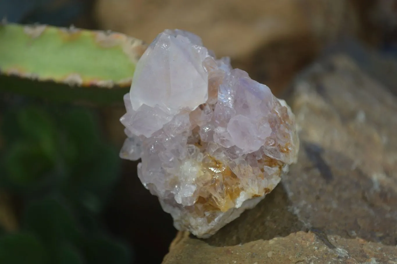 Natural Spirit Amethyst Quartz Specimens x 12 From Boekenhouthoek, South Africa